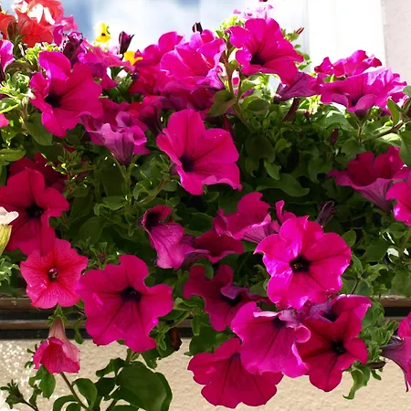 Bed & Breakfast Garni Flurida